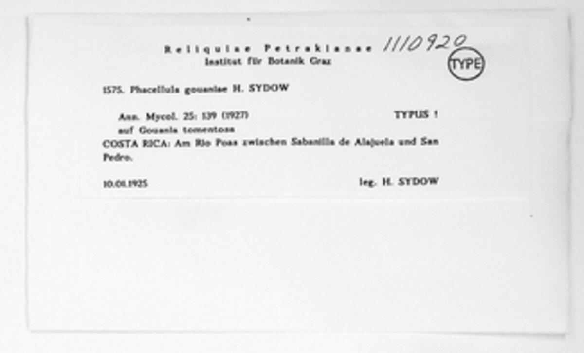 Phacellula gouaniae image